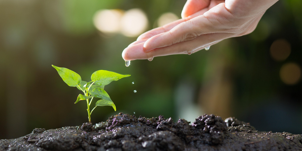 Seedling growing